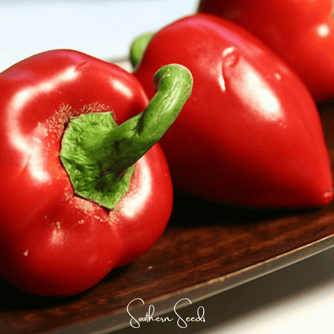 Pimento Sweet Pepper – 25 Seeds, additional product view 2