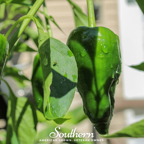 Poblano Ancho Grande Pepper – 25 Seeds, additional product view 2