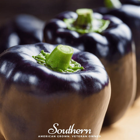 Purple Beauty Sweet Pepper – 30 Seeds, additional product view 2