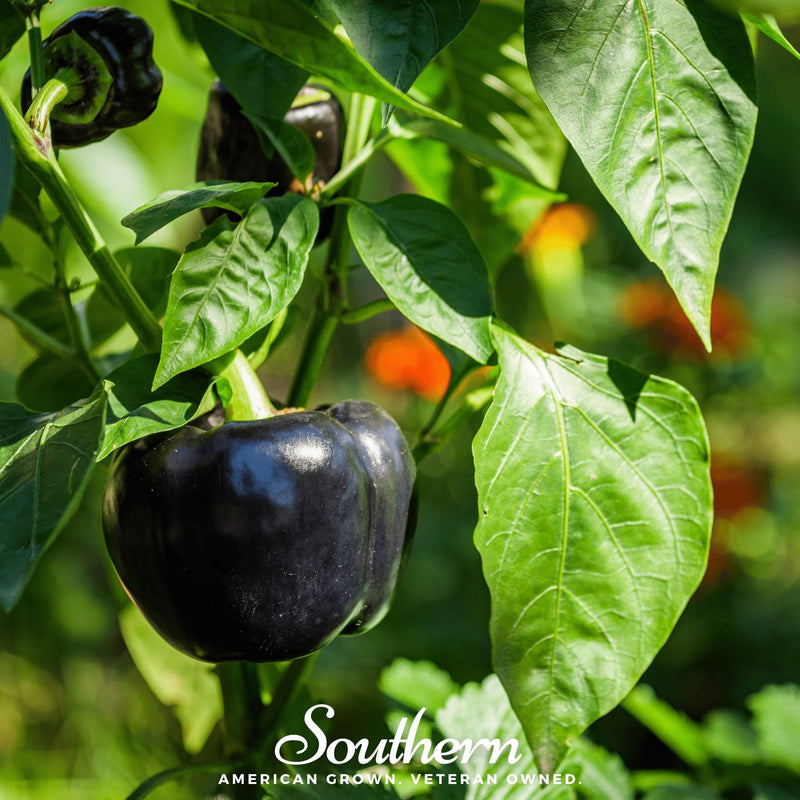Load image into Gallery viewer, Purple Beauty Sweet Pepper – 30 Seeds
