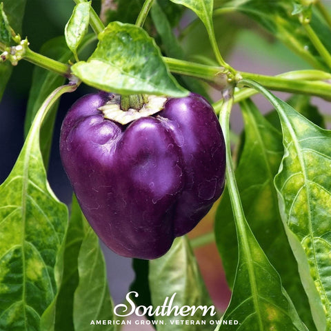 Purple Beauty Sweet Pepper seeds package, 30 count, GrowTime Garden Supply
