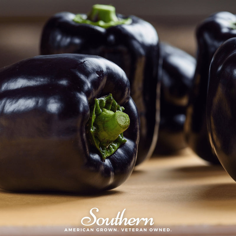 Load image into Gallery viewer, Purple Beauty Sweet Pepper – 30 Seeds
