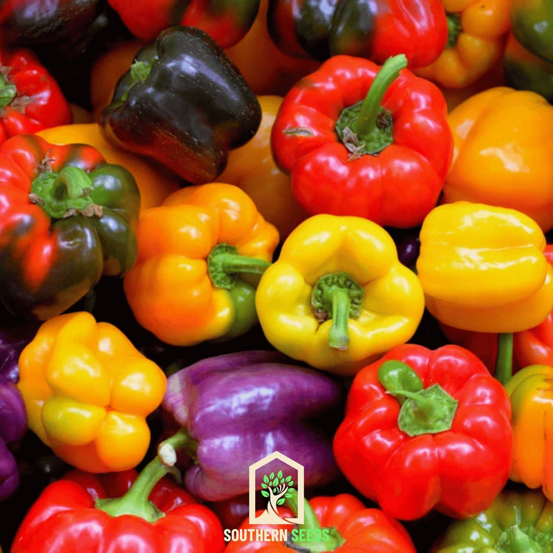 Load image into Gallery viewer, Rainbow Bell Sweet Pepper – 25 Seeds
