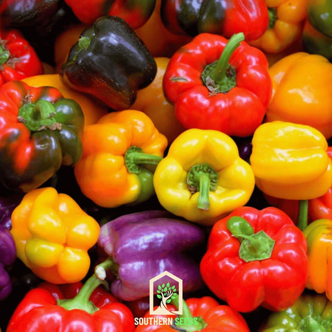 Rainbow Bell Sweet Pepper 25 Seeds