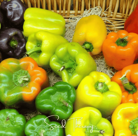 Rainbow Bell Sweet Pepper – 25 Seeds, additional product view 2