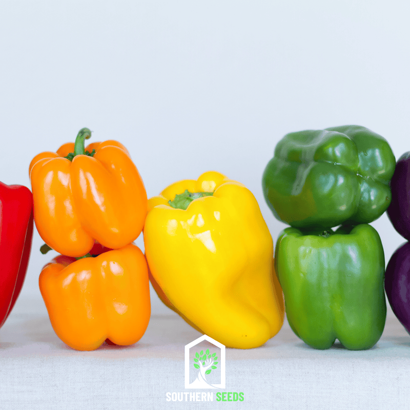 Load image into Gallery viewer, Rainbow Bell Sweet Pepper – 25 Seeds
