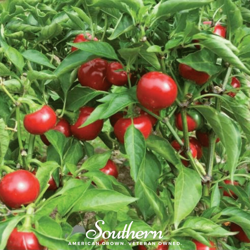 Load image into Gallery viewer, Red Hot Cherry Pepper – 25 Seeds
