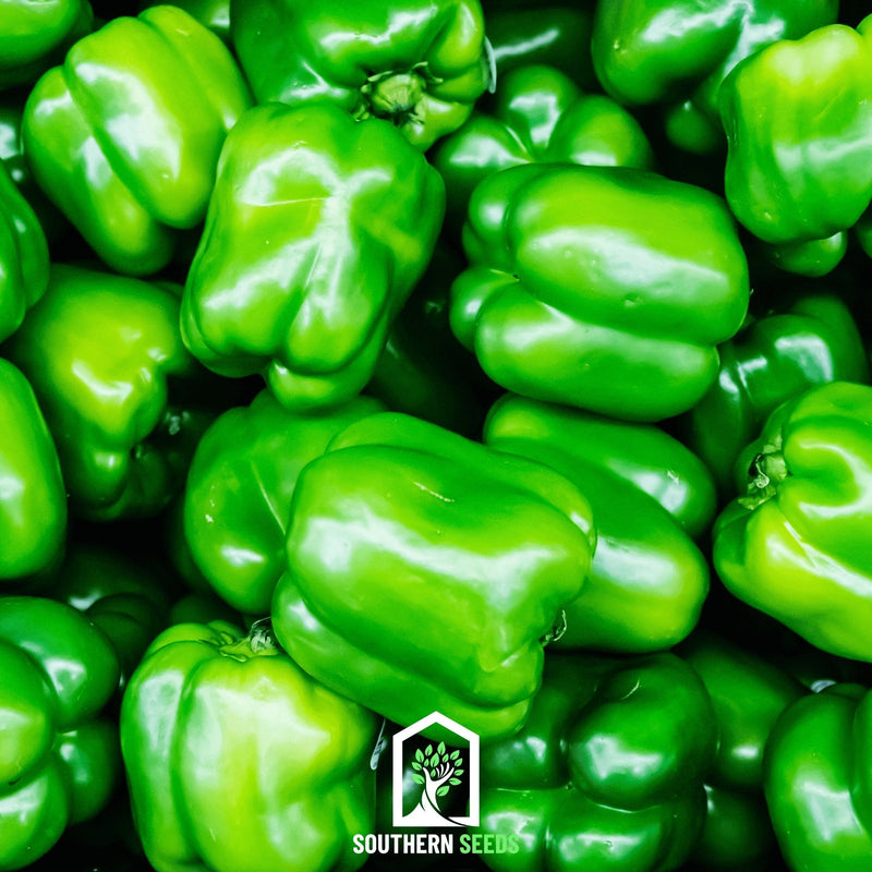 Load image into Gallery viewer, Pepper Seed Collection – 6 Essential Heirloom Peppers
