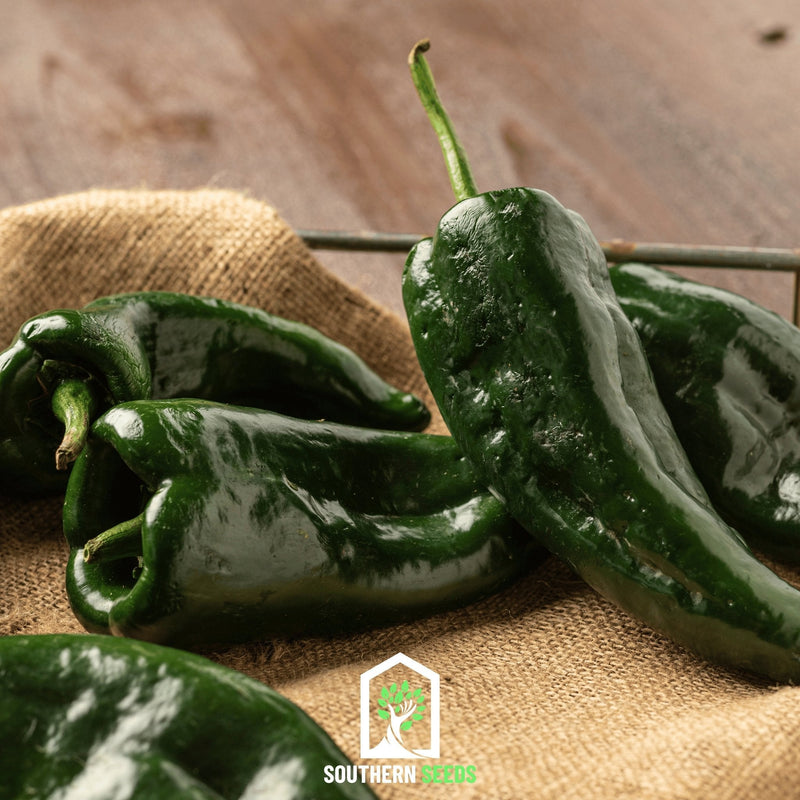 Load image into Gallery viewer, Pepper Seed Collection – 6 Essential Heirloom Peppers

