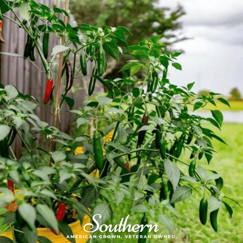 Serrano Pepper – 25 Seeds, additional product view 2