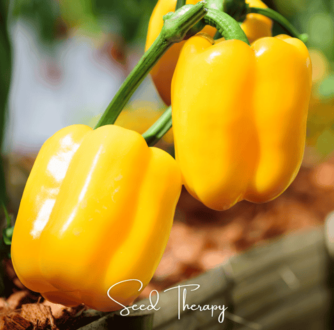 Sunbright Bell Pepper 30 Seeds