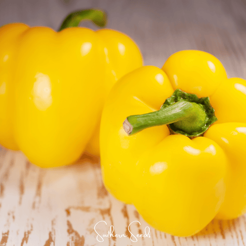 Sunbright Bell Pepper – 30 Seeds, additional product view 2