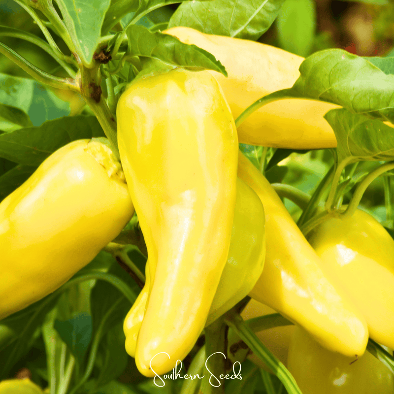 Load image into Gallery viewer, Sweet Banana Pepper – 25 Seeds
