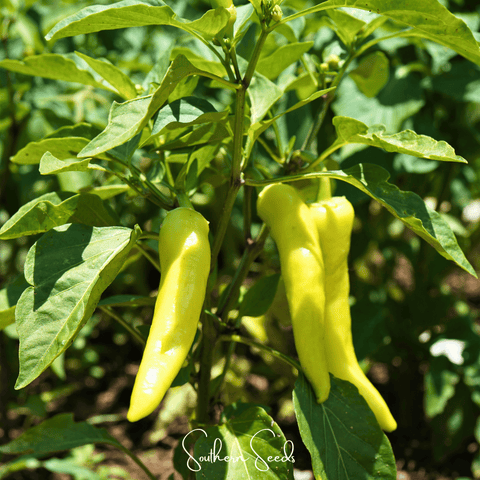 Sweet Banana Pepper – 25 Seeds, additional product view 2