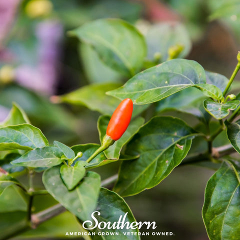 Tabasco Pepper – 50 Seeds, additional product view 2