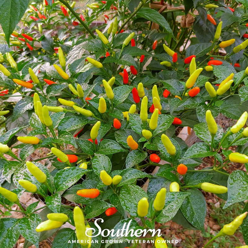Load image into Gallery viewer, Tabasco Pepper – 50 Seeds
