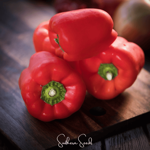 Yolo Wonder Bell Pepper – 30 Seeds, additional product view 2