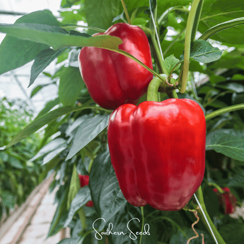 Yolo Wonder Bell Pepper 30 Seeds