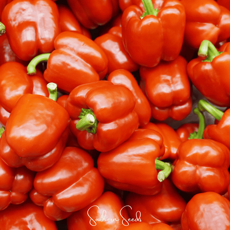 Load image into Gallery viewer, Yolo Wonder Bell Pepper – 30 Seeds
