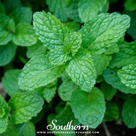 Peppermint seeds package, 100 count, GrowTime Garden Supply