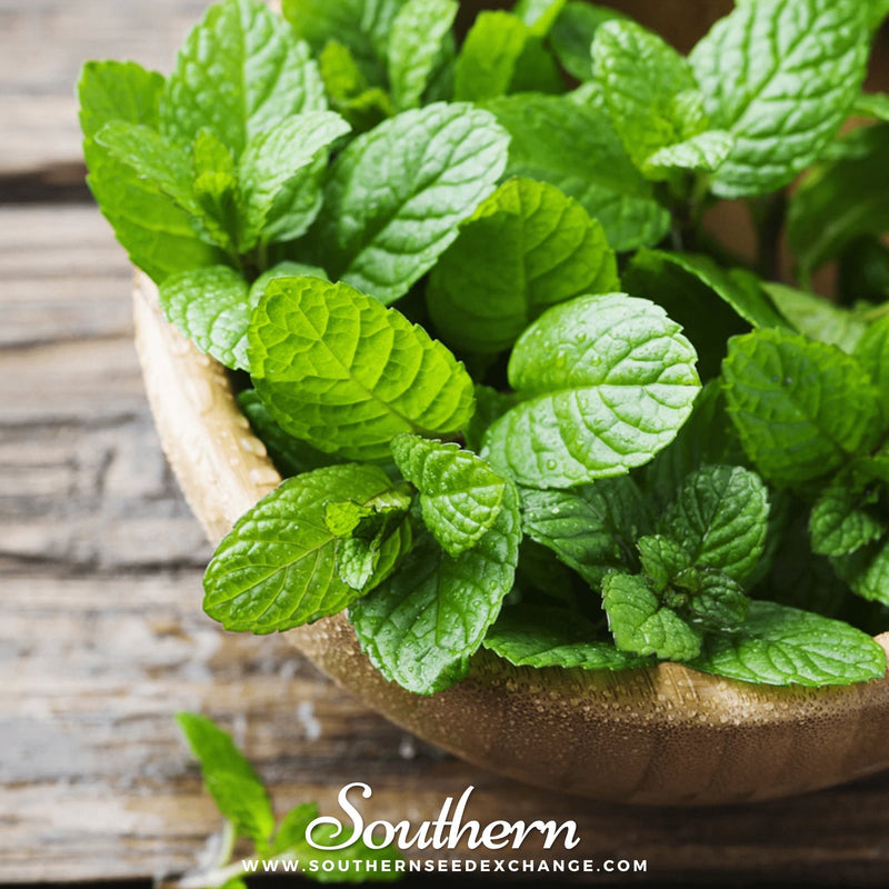 Load image into Gallery viewer, Peppermint – 100 Seeds
