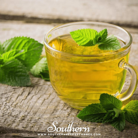 Peppermint – 100 Seeds, additional product view 2