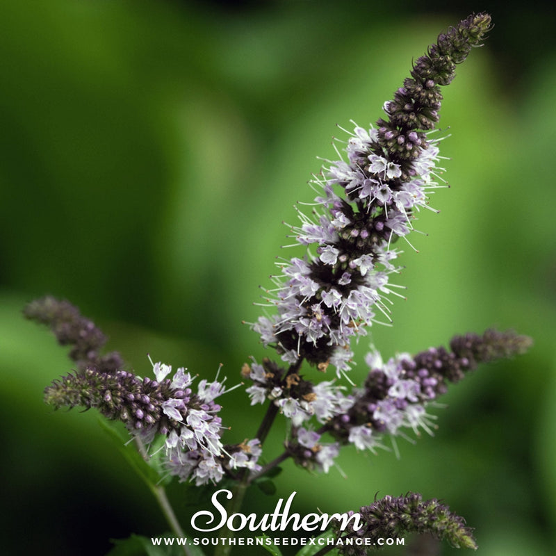 Load image into Gallery viewer, Peppermint – 100 Seeds
