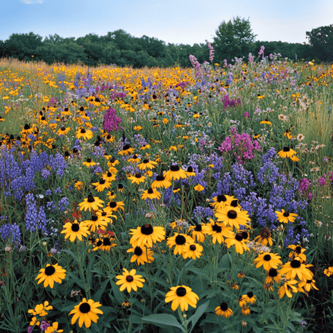 Perennial Wildflower Seed Mix (15 Varieties) – 1,000 Seeds, additional product view 2