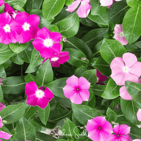 Mix Periwinkle 100 Seeds