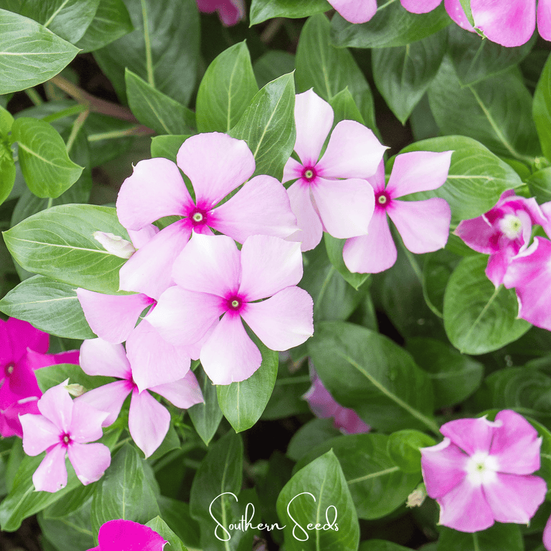 Load image into Gallery viewer, Mix Periwinkle– 100 Seeds
