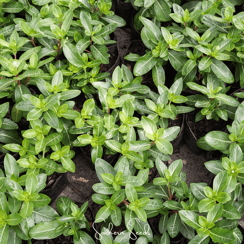 Load image into Gallery viewer, Mix Periwinkle– 100 Seeds
