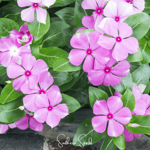 Mix Periwinkle– 100 Seeds, additional product view 2