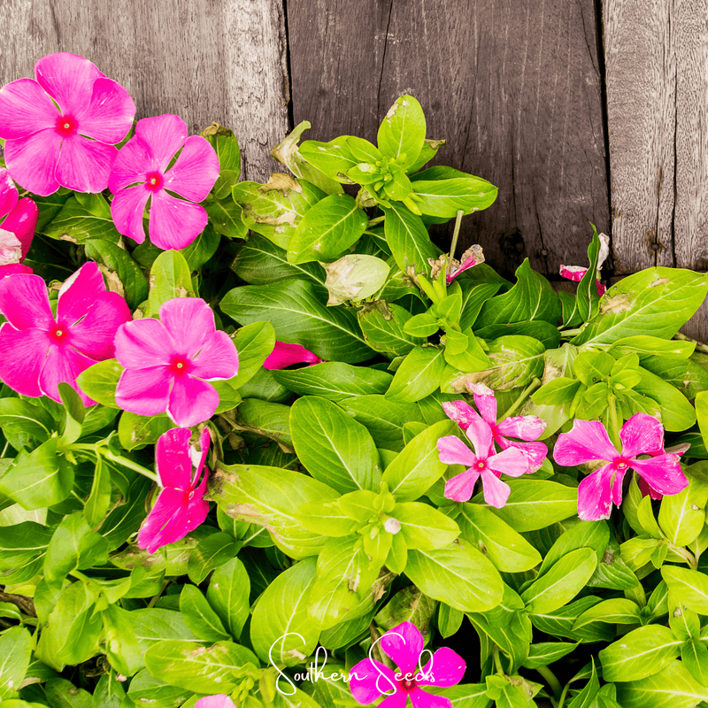 Load image into Gallery viewer, Mix Periwinkle– 100 Seeds
