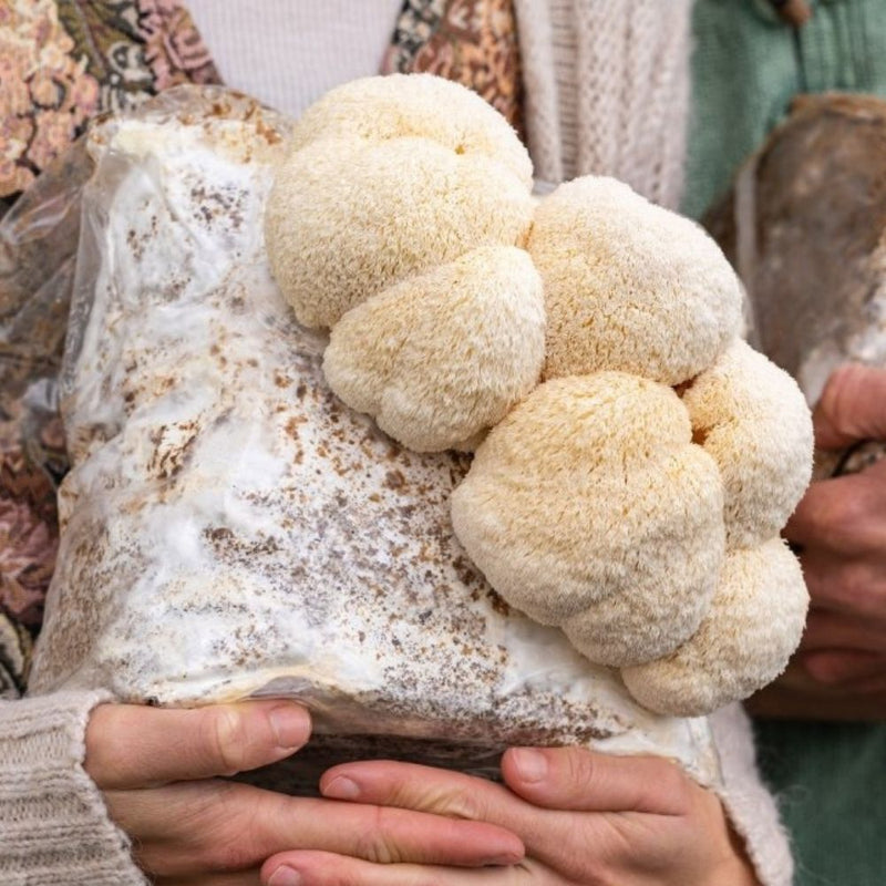 Load image into Gallery viewer, Lion's Mane Mushroom Grow Kit Fruiting Block - 5 LBS
