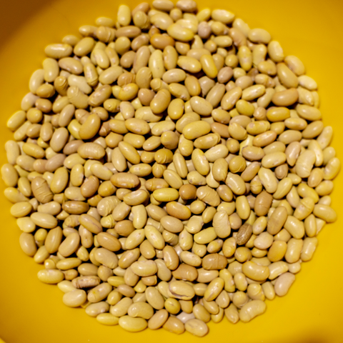 Heirloom Organic Peruano Bush Bean seeds package, GrowTime Garden Supply