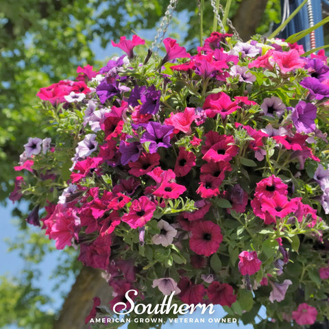 Dwarf Petunia Mix 250 Seeds