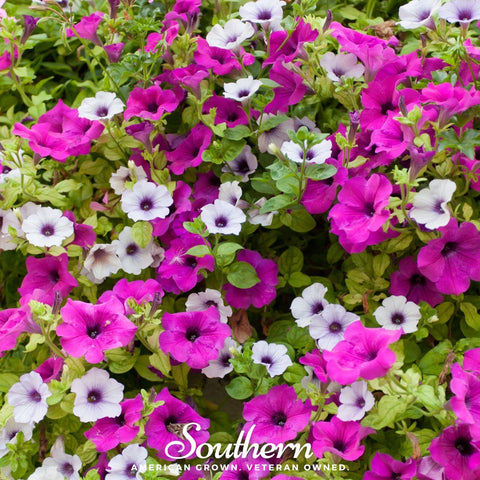 Dwarf Petunia Mix – 250 Seeds, additional product view 2