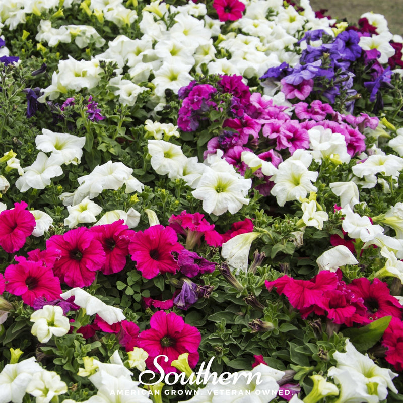 Load image into Gallery viewer, Dwarf Petunia Mix – 250 Seeds
