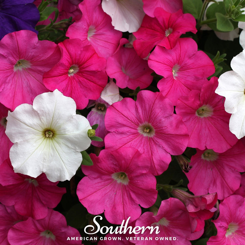 Load image into Gallery viewer, Dwarf Petunia Mix – 250 Seeds
