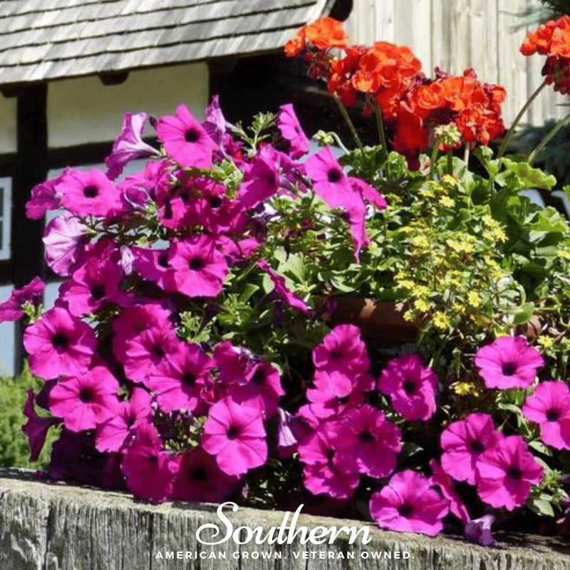 Load image into Gallery viewer, Shanin Wild Petunia – 250 Seeds
