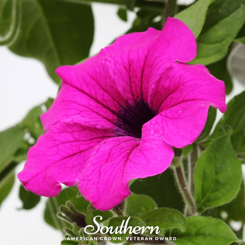 Shanin Wild Petunia 250 Seeds
