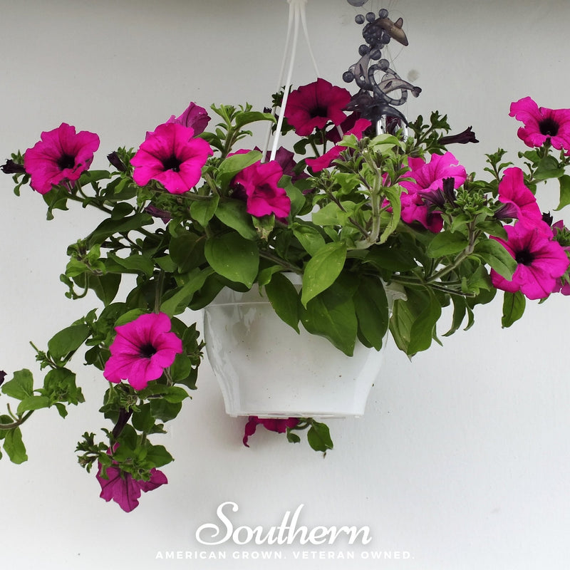 Load image into Gallery viewer, Shanin Wild Petunia – 250 Seeds
