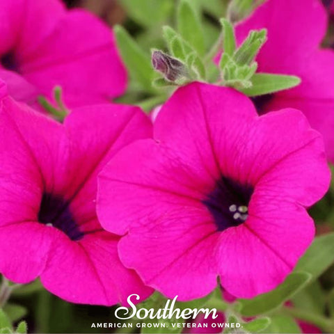 Shanin Wild Petunia – 250 Seeds, additional product view 2