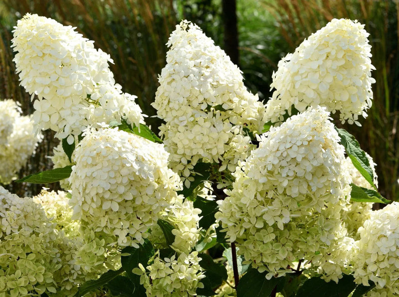 Load image into Gallery viewer, Phantom paniculata Hydrangea Tree
