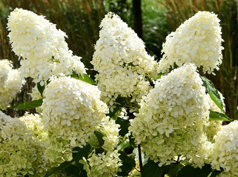 Phantom Paniculata Hydrangea Tree