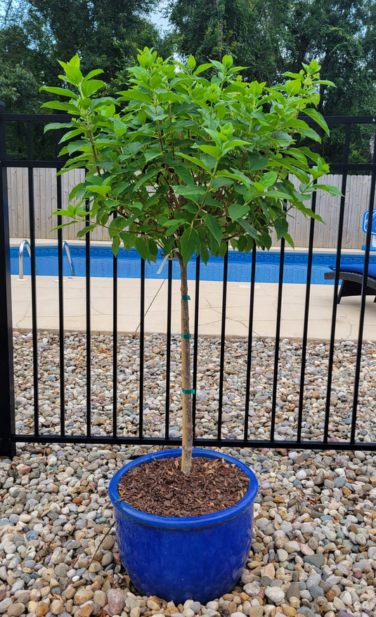 Phantom paniculata Hydrangea Tree