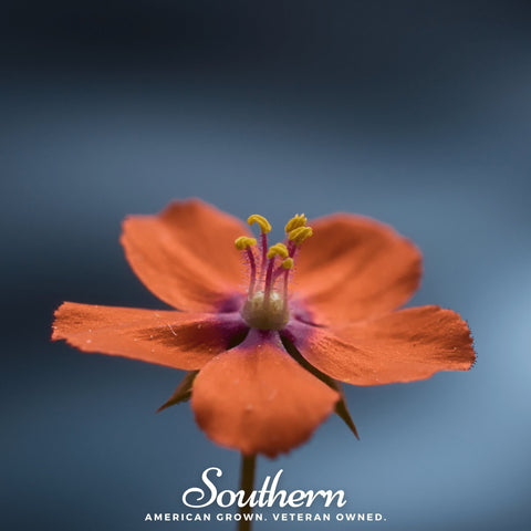 Scarlet Pimpernel seeds package, 100 count, GrowTime Garden Supply