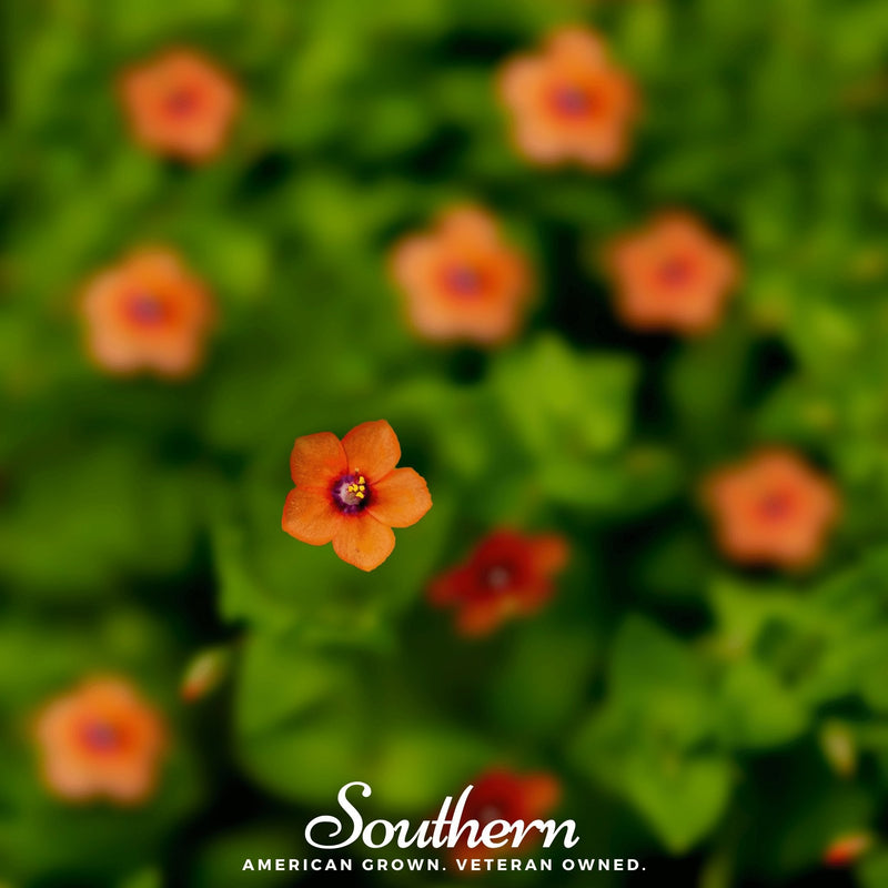 Load image into Gallery viewer, Scarlet Pimpernel – 100 Seeds
