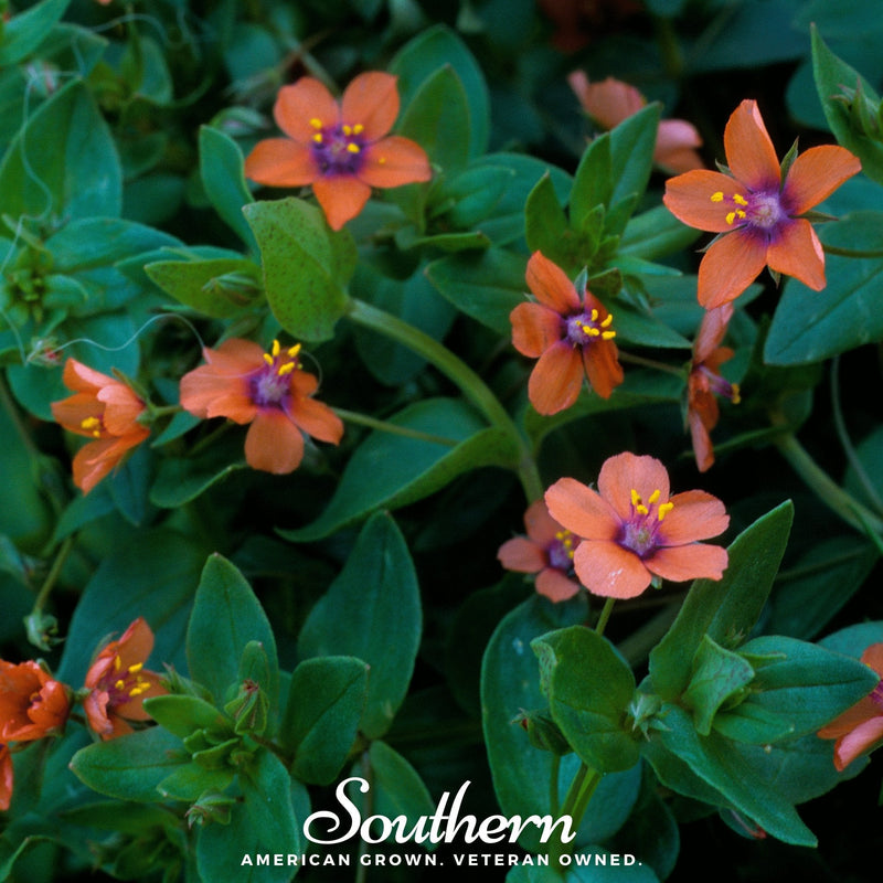Load image into Gallery viewer, Scarlet Pimpernel – 100 Seeds
