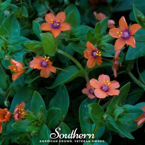 Scarlet Pimpernel – 100 Seeds, additional product view 2